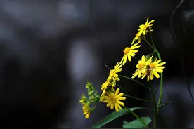 如何拍出黑色背景的花卉，就用这些方法来实现图片