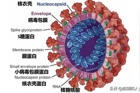 「地球生物全系列——从单细胞到人类」细菌界—柔膜菌门图片
