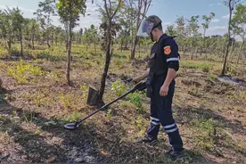 柬埔寨300万地雷，为啥老鼠一夜成排雷英雄？看看此老鼠的段位图片