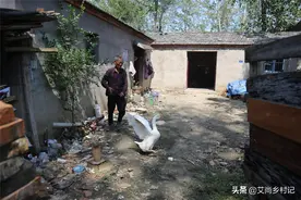 7旬单身老汉把大白鹅当宠物养了16年，背后的原因让人感动图片