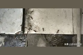 市区咸宁大道出现大量“毛毛虫”为重阳木锦斑蛾，园林部门集中喷药灭杀图片