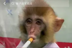 河北衡水野生动物园幼猴抽烟、网上“带货”引争议，园方：摆拍的公益段子图片