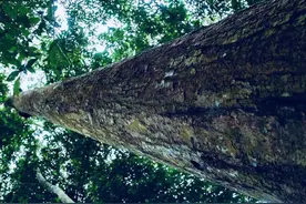 木材价值的追溯：容易忽略的四个维度图片