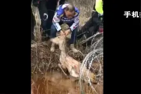 汪清县机车俱乐部救助野生狍子图片