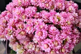 客厅里养这6种植物，好养活、好打理、寿命很长、寓意还特别好图片