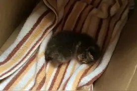 女孩捡回流浪小奶猫，抚养一个月后，猫妈妈居然来要孩子了图片