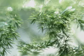 乡土散文：严冬中的文竹图片