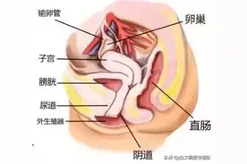 容易被忽略的萎缩性尿道炎图片