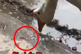 大白鹅听主人说要杀它被气吐血，主人：只是逗逗它，会继续养着图片
