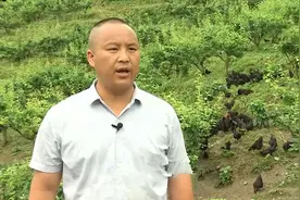 老兵扎根大山创业，将荒山变满富财宝的金山，销售额突破两千万元图片
