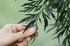 “北大吴谢宇弑母案”的心酸细节曝光图片