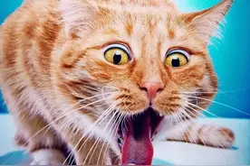 这些东西千万不要喂给猫吃图片