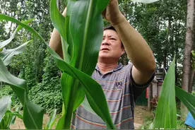 玉米旺长，大喇叭口期还能控旺吗，发生病虫害，农民该如何施药？图片
