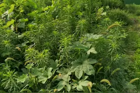 打除草剂有讲究，“什么是三打三不打？”，掌握好才能提产量图片