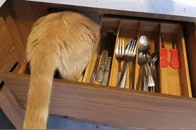 猫到底有多好奇？这只猫咪给大家现身说法图片