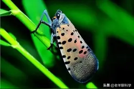 小时候常玩的“花姑娘”，如今6000元/公斤，为何见不到也没人养图片