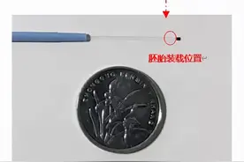 冰美人？论胚胎宝宝是如何冷冻保存的图片