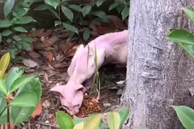 江苏：名贵无毛猫也流浪？翻找垃圾的猫咪，凶猛背后是对家的渴望图片