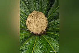 铁树开花。图片