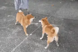 狗狗搞笑动图，做最狠的杂技狗子图片