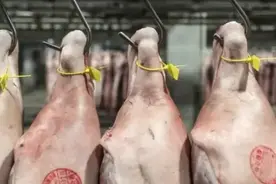 美国猪肉为什么这么便宜？图片