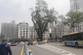 道路中央的“钉子树”，突显人们不断增强的生态保护意识图片