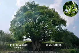创纪录！10公斤茶青采摘权拍出10680000元！云南3200年古茶树今日开采图片