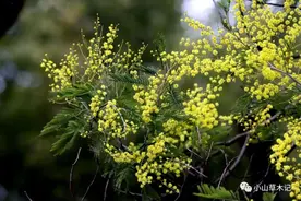 银荆，被誉为女人花，正当好芳华图片
