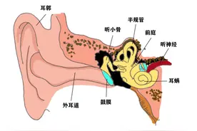 认识人工耳蜗图片