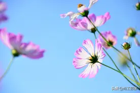波斯菊到底是不是格桑花？怎么拍？图片