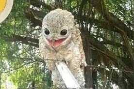 村口大树上停留奇怪生物，长得很像瘌蛤蟆，样貌吓哭村中老少！图片