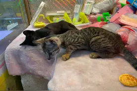 母猫借用商场娃娃机生下五只小猫，为还产房费小猫充当娃娃被夹图片