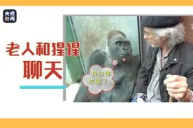 老爷爷跟猩猩聊天 猩猩一脸认真：我好像听懂了图片