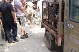 江苏：狗肉车上装满狗场淘汰的宠物狗，狗场主：它们已经没价值了图片