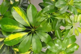 养好鸭脚木，有“2点”挺关键，长势很好，枝叶油绿又茁壮图片