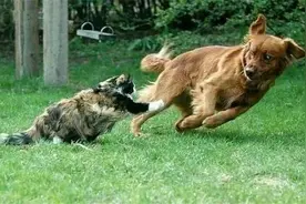 “我的猫被狗给咬死了！”家里狗总被猫欺负，你以为是狗怕猫吗？图片