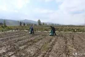 天祝县打柴沟镇：清除废旧农膜出新招图片