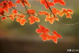 做一个心有阳光的人图片