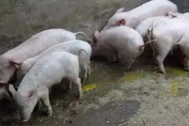 可给小猪喂点它，好处很多，养猪人知道是什么吗？图片
