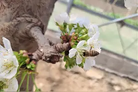 吃过樱桃，见过樱桃花吗？嘉定这里本月可赏花下月可采果图片