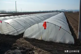 种植绿色蔬菜的塑料大棚！图片