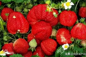 生在高原长在大连，庄河草莓“候鸟式”种植成就独特品味图片