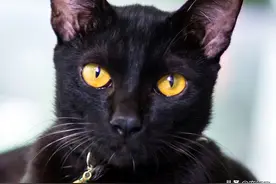 猫的眼睛五颜六色？它们的眼睛中究竟藏了什么不为人知的秘密？图片