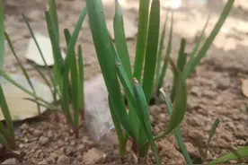 老根韭菜如何处置？菜农三措施，可让老根韭菜焕发生机图片