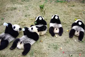 当大熊猫出现在80年代的MV里…图片