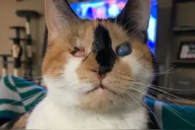 双目失明猫咪被扔到垃圾堆，获救后兽医竟建议放弃，还好结局暖心图片