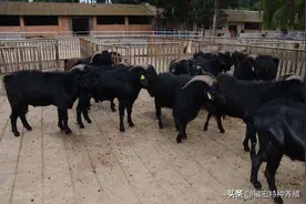 网传努比亚黑山羊种羊长到三百斤，如何引种优质黑山羊适应当地养图片