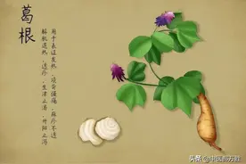 郝大夫说葛根：保护心脑血管，养肝护肝！作用全面的中药本草图片