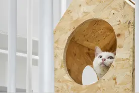 流浪猫的新家-野猫的森林图片