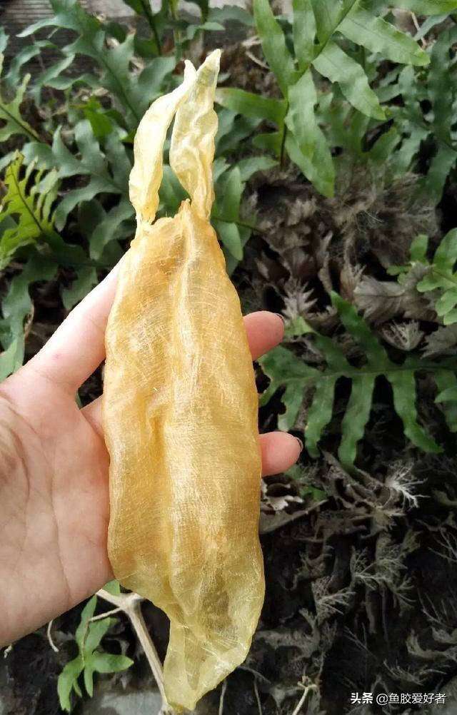 苏里南鱼胶母鱼胶怎么样 2026年苏里南鱼胶好不好
